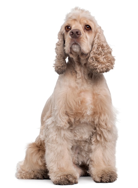 American Cocker Spaniel, 6 anni, seduto di fronte al muro bianco