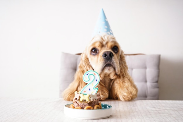 American Cocker Spaniel a un tavolo con il compleanno del cane di festa