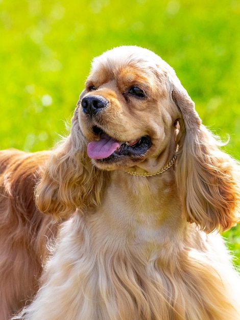 American Cocker Spaniel con una lunga pelliccia marrone su uno sfondo di erba con tempo soleggiato