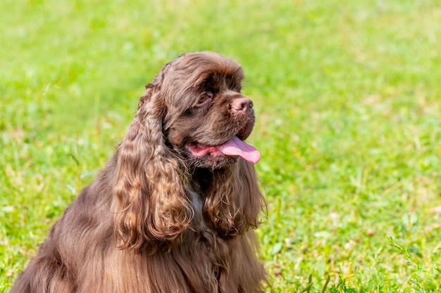 American Cocker Spaniel con una lunga pelliccia marrone su uno sfondo di erba con tempo soleggiato