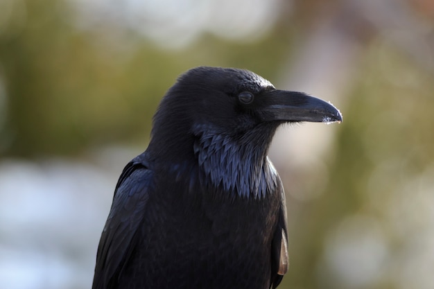 American Raven a Bryce Canyon