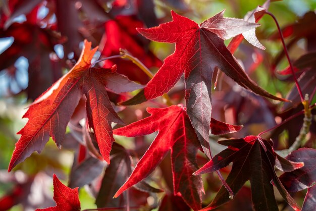 American Red Gum tree (Liquidambar styraciflua) foglie in autunno