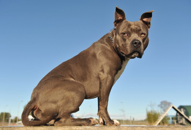 American Staffordshire Bull Terrier