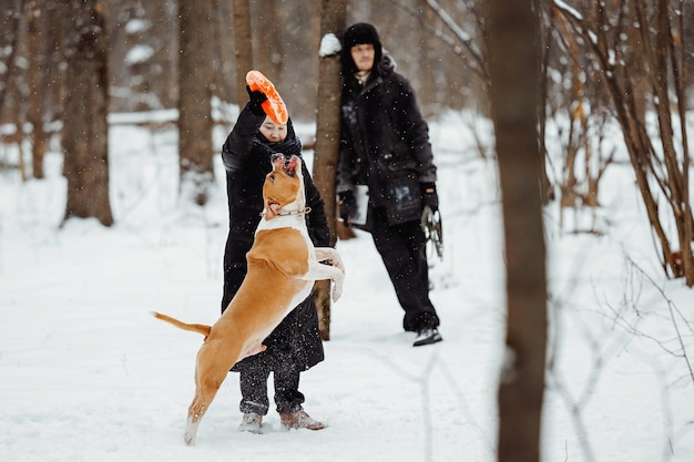 American Staffordshire Terrier in un bel salto Cane che gioca con i suoi proprietari nel parco invernale e salta per un giocattolo