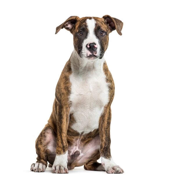 American Staffordshire Terrier, l'Amstaff seduto di fronte a uno sfondo bianco