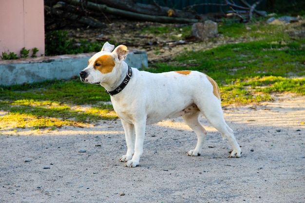 American staffordshire terrier nel parco