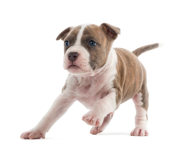 American Staffordshire Terrier Puppy in esecuzione