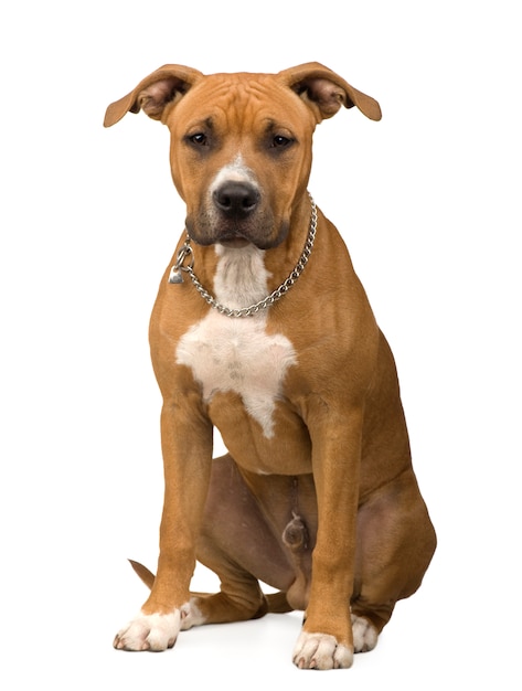 American Staffordshire terrier