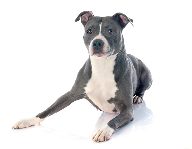 American Staffordshire Terrier