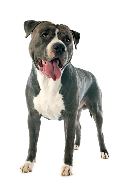 American Staffordshire Terrier