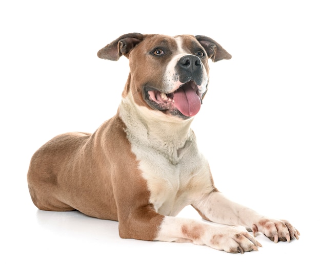 American Staffordshire Terrier