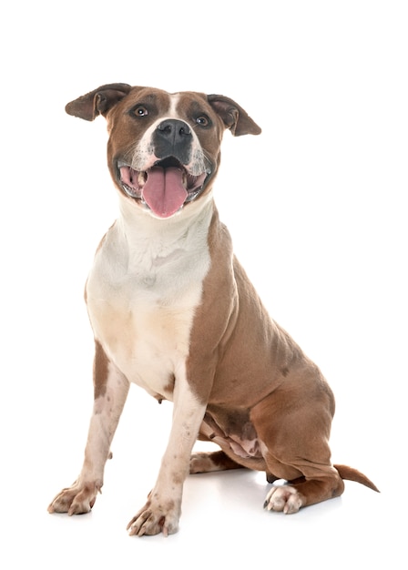 American Staffordshire Terrier