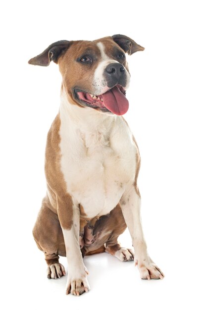 American Staffordshire Terrier