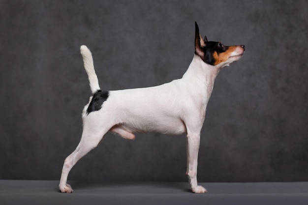 American toy fox terrier si erge su uno sfondo grigio