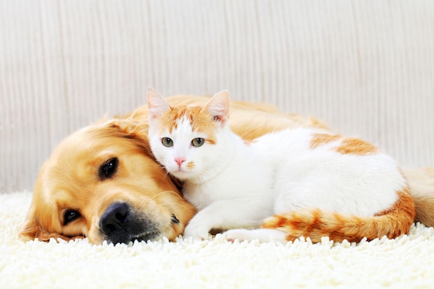 Amicizia di un cane e un gatto