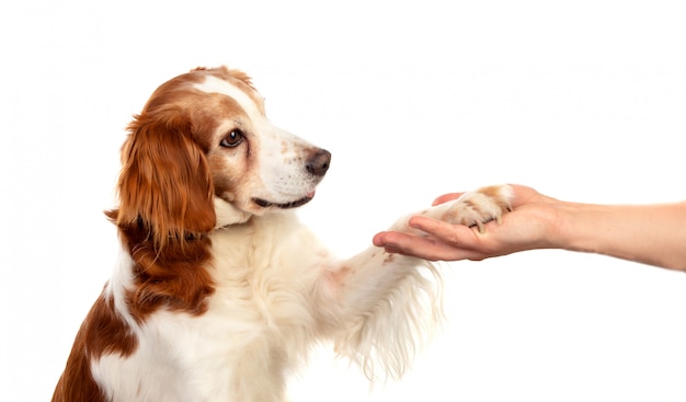 Amicizia tra un cane e il suo proprietario