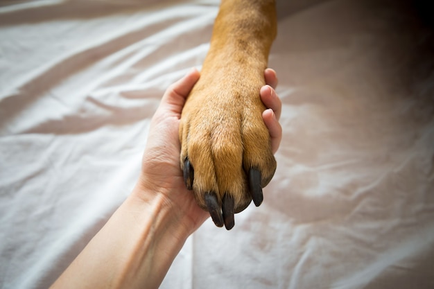 Amicizia tra uomo e cane, stringere la mano e la zampa