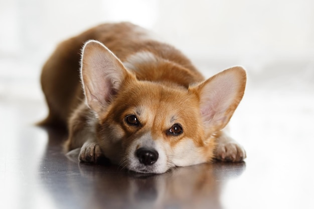 Amico peloso bellissimo cane corgi sdraiato sul pavimento e guardando di lato sullo sfondo della finestra...