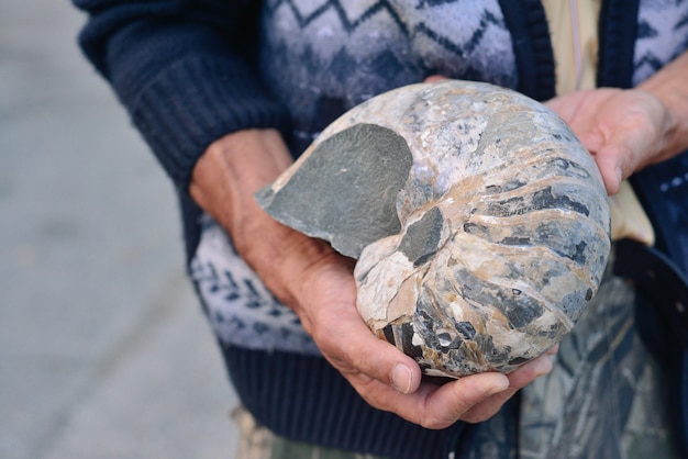 Ammonite archeologo antico nelle mani dello scienziato