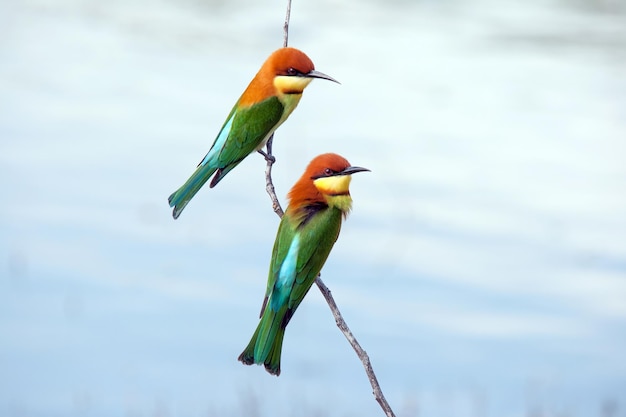 Amore coppia di uccelli catturati sul ramo. Mangiatore di api dalla testa d'orango. Simbolo d'amore.