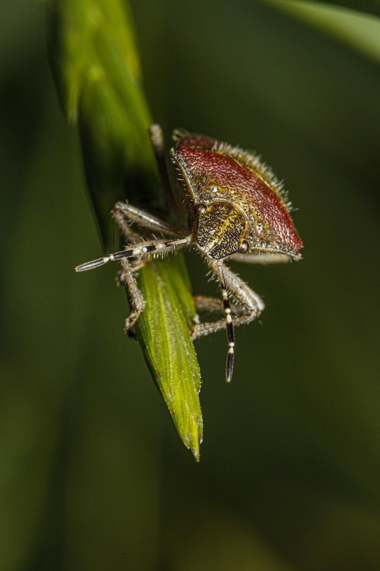 Foto amore della macrofotografia