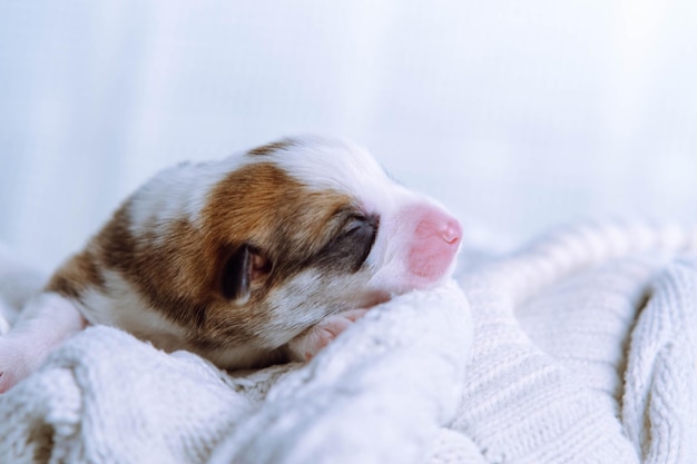 Amore e tenerezza Affascinante primo ritratto del corgi gallese appena nato che dorme su una coperta a maglia bianca come la neve