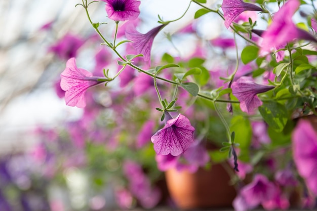 Ampelosa petunia rosa bellissimi fiori