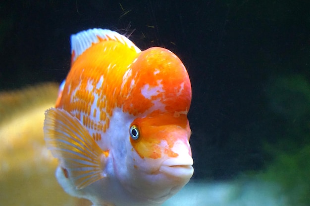 Amphilophus citrinellus pesce bianco e arancione