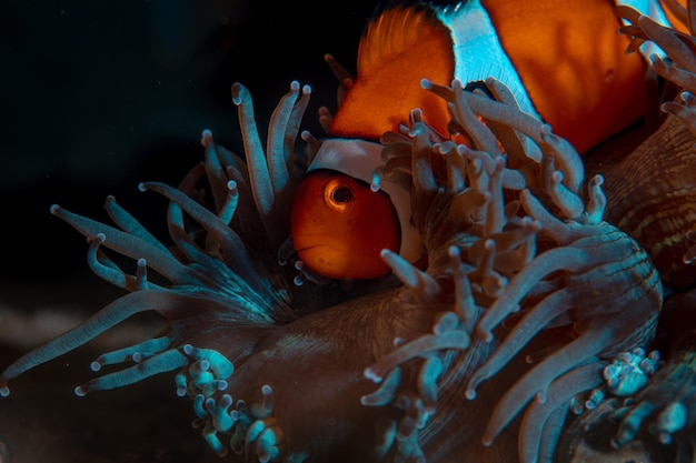 Amphiprion Ocellaris Pesce Pagliaccio In Acquario Marino