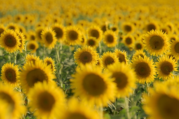 Ampi campi di girasole al tramonto