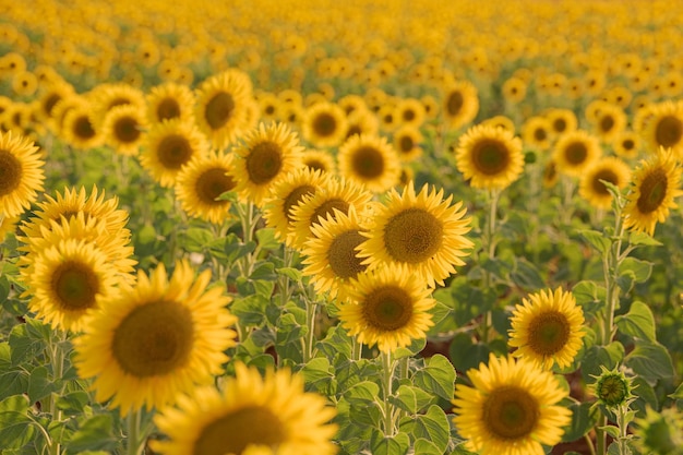 Ampi campi di girasole al tramonto