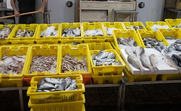 ampia selezione di pesce fresco nel mercato della città vecchia di Akko