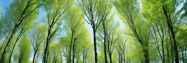 ampia vista di alti alberi verdi