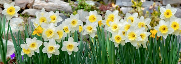 ampia vista su bellissimi narcisi gialli che fioriscono in un letto di fiori che fiorisce circondati da pietre