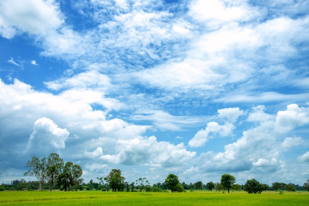 Ampie risaie e cieli blu verdi