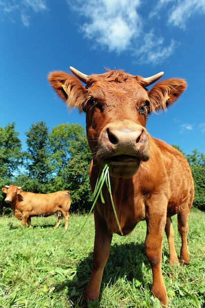 Ampio angolo di visione di una mucca su un prato.