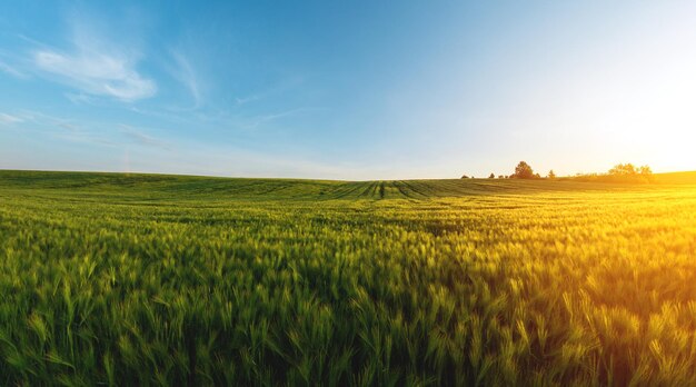 Ampio campo agricolo di orzo verde la sera al tramonto