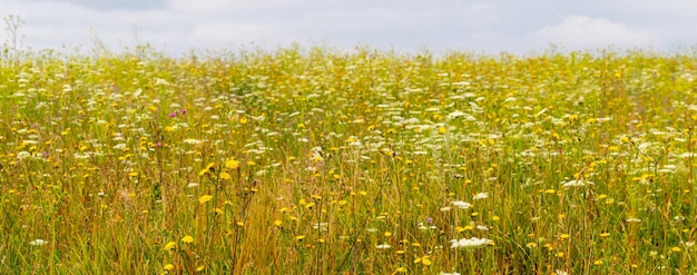 Ampio campo con boschetti di erbe selvatiche e fiori