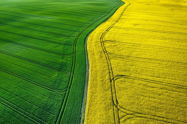 Ampio campo di colza in fiore all'alba