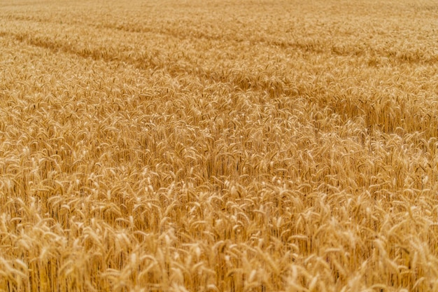 Ampio campo di grano giallo. Piante dorate mature che salgono al campo. Raccolta di paesaggi di cereali.