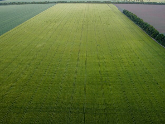 Ampio campo di orzo verde o frumento vista dalle piste d'aria da macchine agricole dopo l'applicazione di erbicidi o fertilizzanti mediante irrigazione