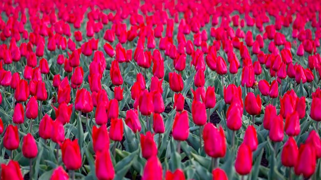 Ampio campo di tulipani rossi in fiore. fiori e botanica