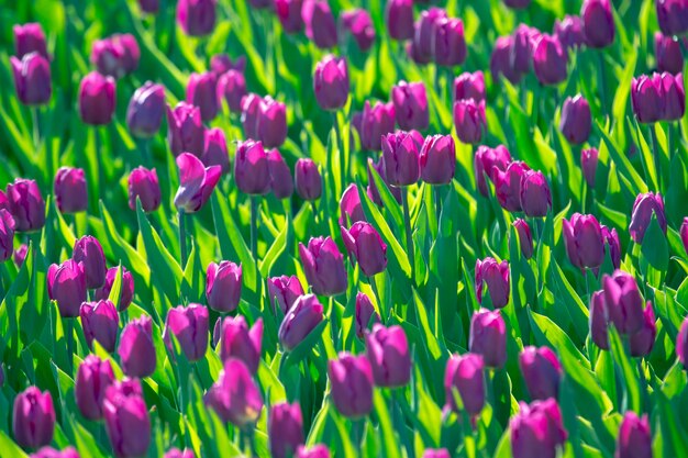 Ampio campo di tulipani viola in fiore. fiori e botanica
