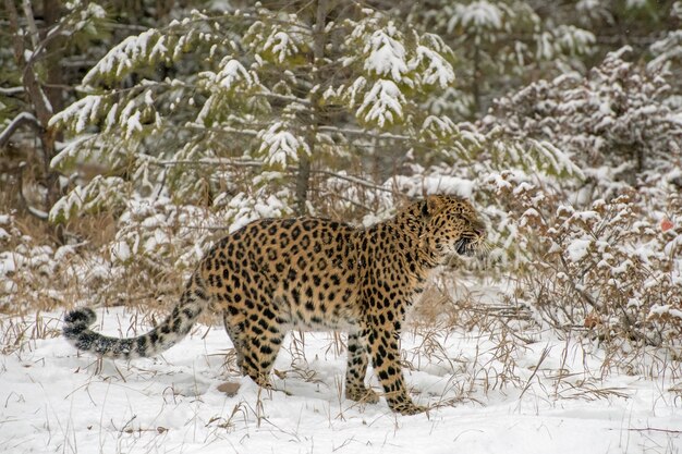 Amur Leopard Ringhiando davanti agli alberi sempreverdi durante una nevicata