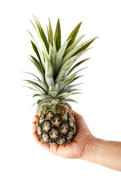 Ananas a portata di mano con sfondo bianco