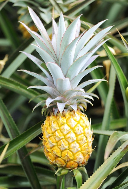 Ananas fresco in un campo