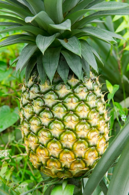 Ananas fresco