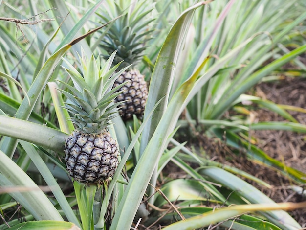 ananas giovane e fresco