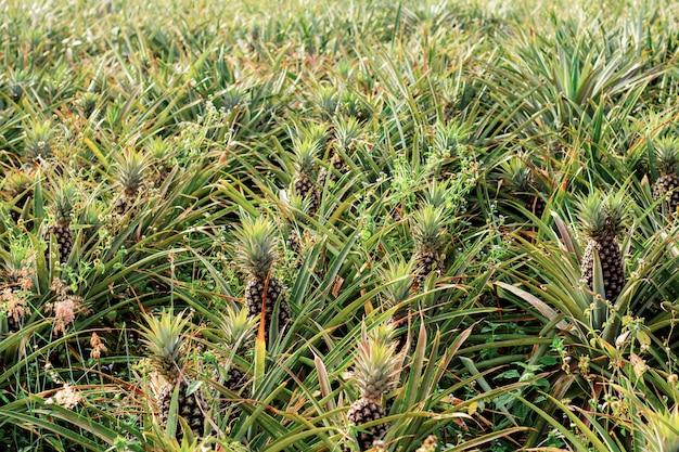 Ananas in fattoria con sfondo.