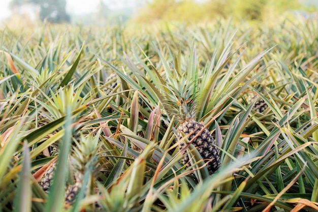 Ananas in piantagione con sunrise.